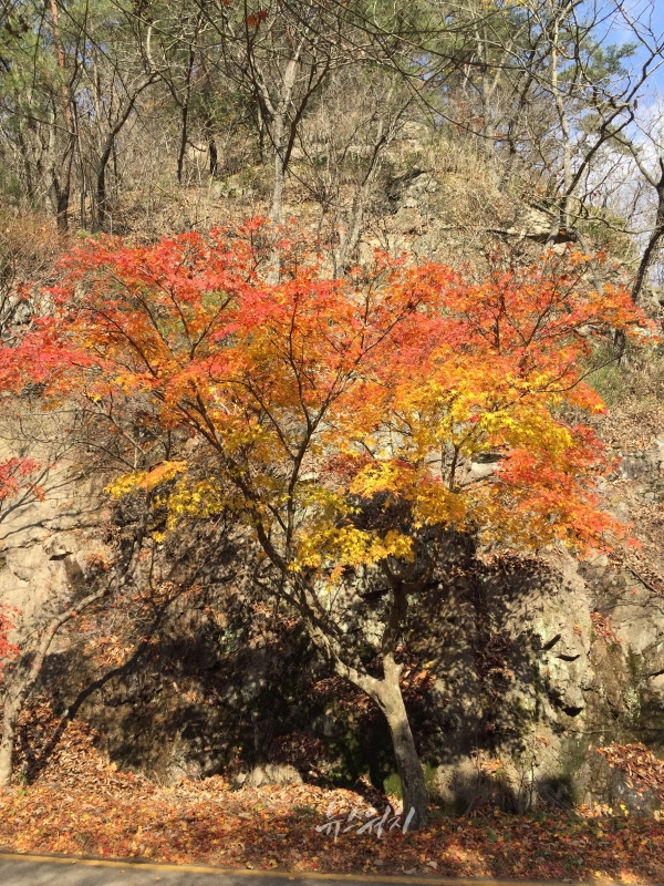 여행 돋보기 내장산 내장사