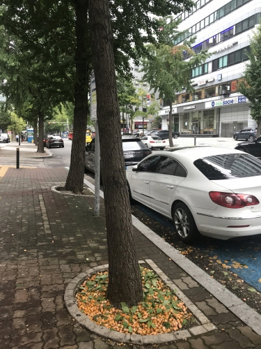 서울 여의도 거리의 단풍나무 풍경. /사진=김웅식