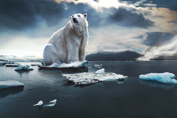 녹아버린 얼음 위의 북극곰. 사진=픽사베이
